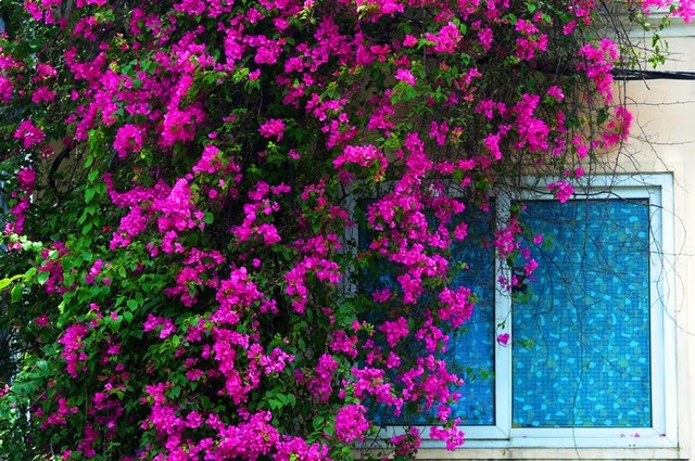 Chính những khung cửa sổ bình yên đã là cảm xúc để các nhà thơ, nhà văn sáng tác ra biết bao tác phẩm có giá trị.