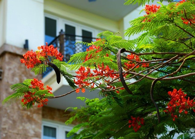 Tháng 6, nào bằng lăng tím, phượng vĩ đỏ, hoa dâu da xoan ngà trắng, những bông hoàng yến lẩn trong màu xanh của lá, hoa điệp rực vàng rực rỡ, hoa giấy trắng và hồng dịu dàng… nổi bật bên những khung cửa, ban công.
