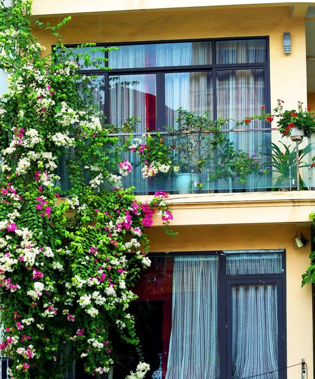 Lang thang trên những con đường, ngóc ngách, góc phố Hà Nội, đâu đâu cũng bắt gặp hoa giấy đua nhau bung nở, cháy hết mình trong nắng hè, nô đùa bên những khung cửa.