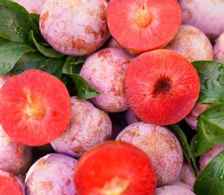Mận hậu Ruby nhắm tới chất lượng và giá bán tốt