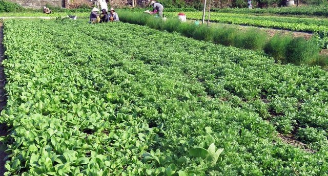 Dự án vườn rau công nghệ cao kết hợp du lịch cộng đồng được đầu tư dựa trên sản phẩm đã có sẵn và các hộ dân cùng tham gia góp cổ phần theo các hình thức khác nhau Dự án vườn rau công nghệ cao kết hợp du lịch cộng đồng được đầu tư dựa trên sản phẩm đã có sẵn và các hộ dân cùng tham gia góp cổ phần theo các hình thức khác nhau