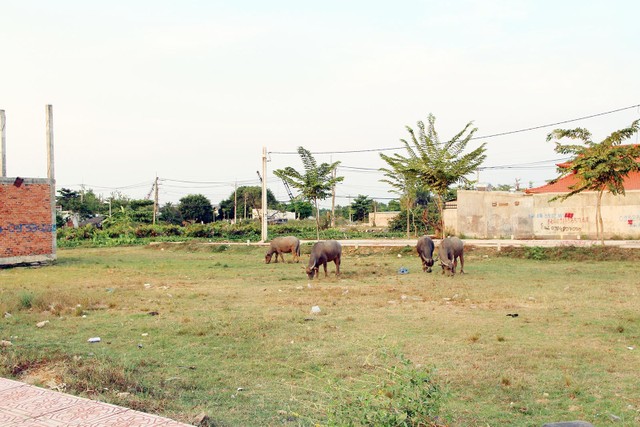 Lô đất được bán từ năm 2019 đến nay chưa được xây dựng