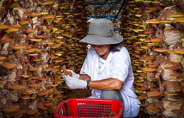 Chương trình OCOP quốc gia đã khơi dậy được tiềm năng, thế mạnh của từng địa phương về sản phẩm đặc sản. Chương trình OCOP quốc gia đã khơi dậy được tiềm năng, thế mạnh của từng địa phương về sản phẩm đặc sản.