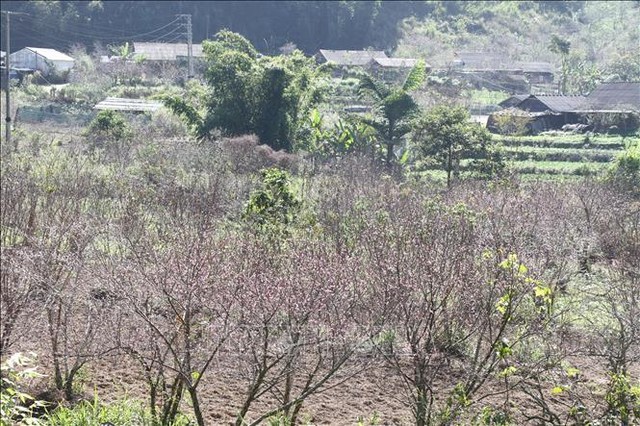 Những vườn đào bung nở sớm dù còn gần 2 tháng nữa mới đến tết Nguyên đán.