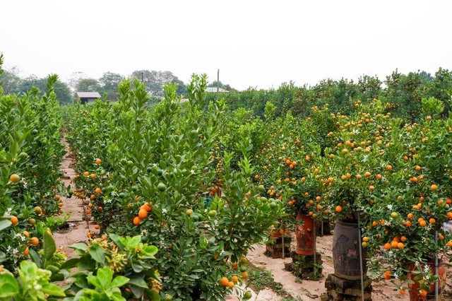 Vườn quất tại phường Tứ Liên, quận Tây Hồ, Hà Nội Vườn quất tại phường Tứ Liên, quận Tây Hồ, Hà Nội