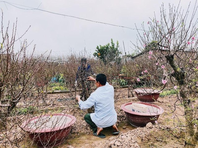 Ông Chiến và người trong gia đình ông trực tiếp bắt tay vào công việc tuốt lá đào. Ông Chiến và người trong gia đình ông trực tiếp bắt tay vào công việc tuốt lá đào.