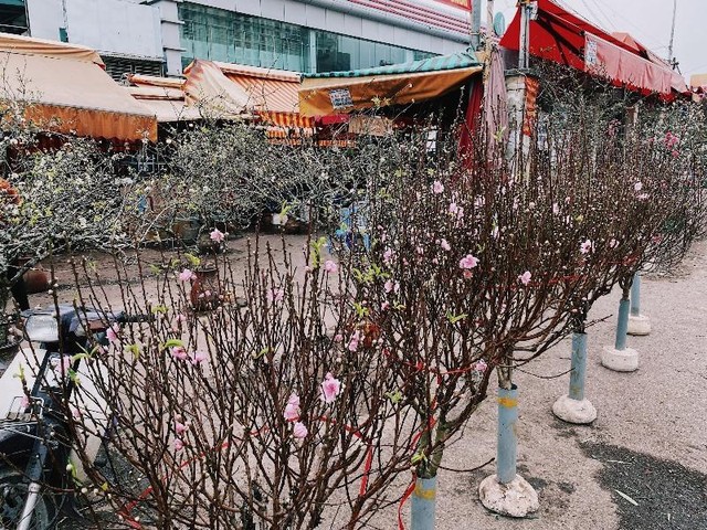 Những cành đào Nhật Tân được bày bán, phục vụ nhu cầu chơi hoa của người dân thủ đô Những cành đào Nhật Tân được bày bán, phục vụ nhu cầu chơi hoa của người dân thủ đô