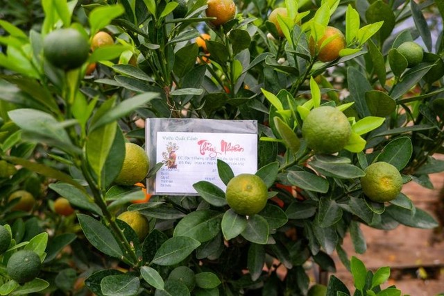 Những cây quất đã có khách đặt trước được ông Thuỷ đánh dấu bằng chiếc mác cẩn Những cây quất đã có khách đặt trước được ông Thuỷ đánh dấu bằng chiếc mác cẩn