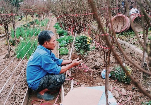 Ông Đỗ Văn Hiến (64 tuổi) - Chủ một vườn đào Nhật Tân. Ông Đỗ Văn Hiến (64 tuổi) - Chủ một vườn đào Nhật Tân.