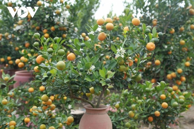 Cây quất cảnh nhỏ có giá từ 500.000 đồng đến 1,5 triệu đồng. Cây quất cảnh nhỏ có giá từ 500.000 đồng đến 1,5 triệu đồng.