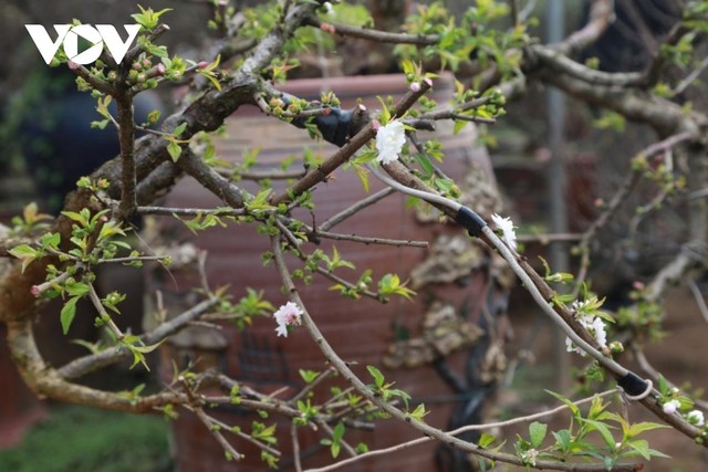 Những bông mai trắng bung nở trong tiết trời mùa xuân. Những bông mai trắng bung nở trong tiết trời mùa xuân.