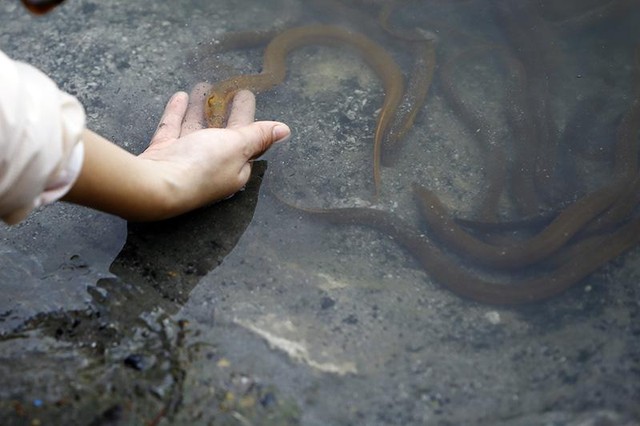 Ngoài cá chép thì ốc, lươn và trạch cũng được nhiều gia đình phóng sinh trong dịp này. Ngoài cá chép thì ốc, lươn và trạch cũng được nhiều gia đình phóng sinh trong dịp này.