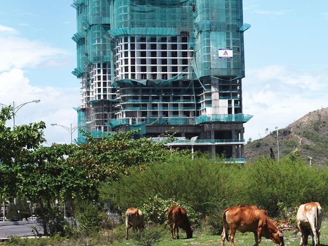 Một dự án bất động sản “đắp chiếu” kéo dài trở thành nơi chăn thả gia súc. Ảnh: Dũng Minh Một dự án bất động sản “đắp chiếu” kéo dài trở thành nơi chăn thả gia súc. Ảnh: Dũng Minh