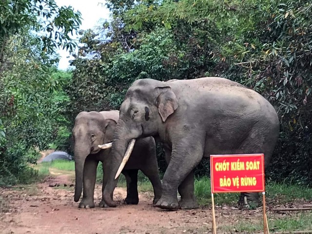 Voi rừng trong Khu dự trữ sinh quyển thế giới Đồng Nai Voi rừng trong Khu dự trữ sinh quyển thế giới Đồng Nai