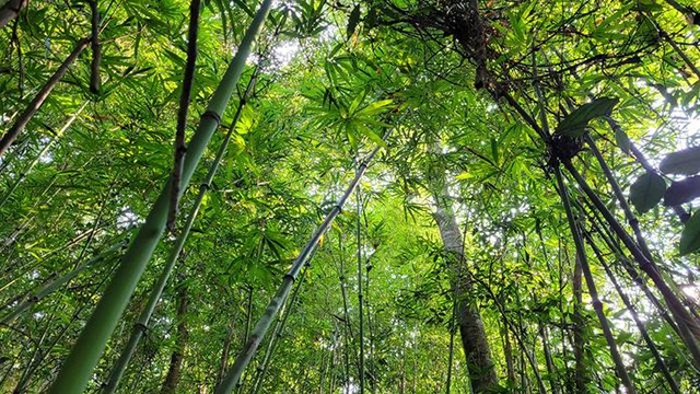 Du khách chỉ cần băng qua con đường bê tông rộng 7 m từ điểm du lịch Am Váp Farm tại thôn Khe Lương đi sang bên kia đường là đã được hoà mình vào cánh rừng nguyên sinh, được trải bước dưới những tán rừng xanh ngắt. Ảnh: Thu Lê.