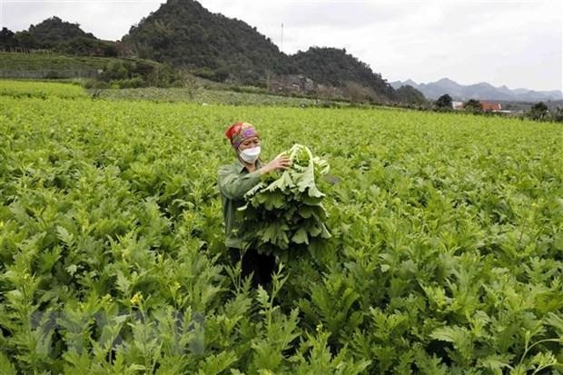 Mô hình sản xuất rau an toàn theo quy trình VietGAP của HTX 19-5. (Ảnh: Trần Việt/TTXVN) Mô hình sản xuất rau an toàn theo quy trình VietGAP của HTX 19-5. (Ảnh: Trần Việt/TTXVN)