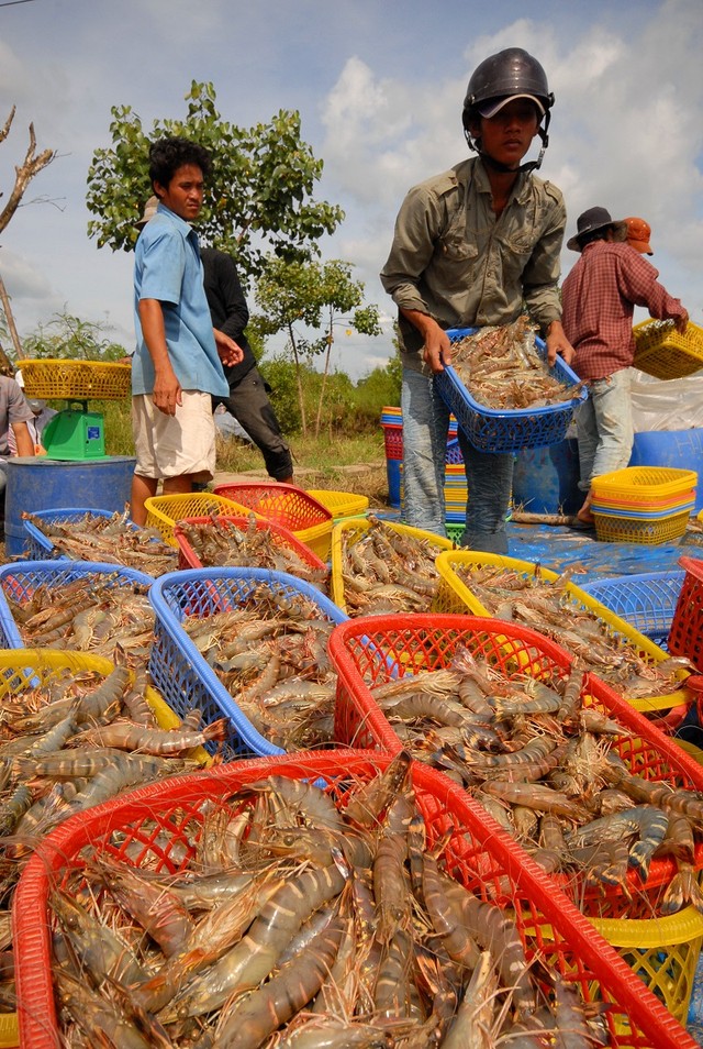 Thu hoạch tôm tại ĐBSCL