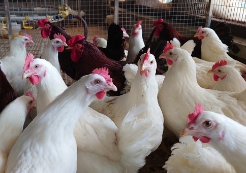 Gia cầm Hòa Phát Phát sẽ mở rộng sản xuất và phát triển đàn giống bố mẹ Hy-Line Sonia với quy mô lớn. Gia cầm Hòa Phát Phát sẽ mở rộng sản xuất và phát triển đàn giống bố mẹ Hy-Line Sonia với quy mô lớn.