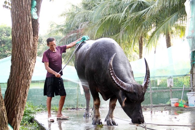 Quản trâu chọi chăm sóc trâu chờ ngày khai hội. Quản trâu chọi chăm sóc trâu chờ ngày khai hội.