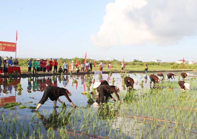 Hội thi cấy tại lễ hội Xuống đồng năm 2023. Nguồn: Quảng Ninh Portal. Hội thi cấy tại lễ hội Xuống đồng năm 2023. Nguồn: Quảng Ninh Portal.