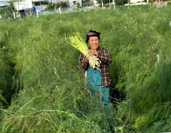 Nụ cười của chị Thị Kỳ vợ anh Nạo Văn Xây khi thu hoạch măng tây Nụ cười của chị Thị Kỳ vợ anh Nạo Văn Xây khi thu hoạch măng tây