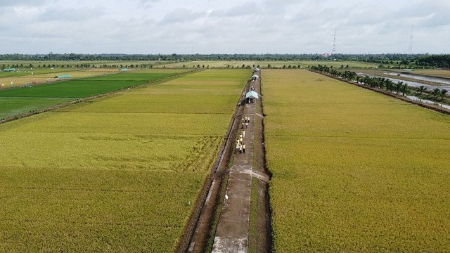 Đề án góp phần đưa thương hiệu gạo Việt Nam vươn xa.