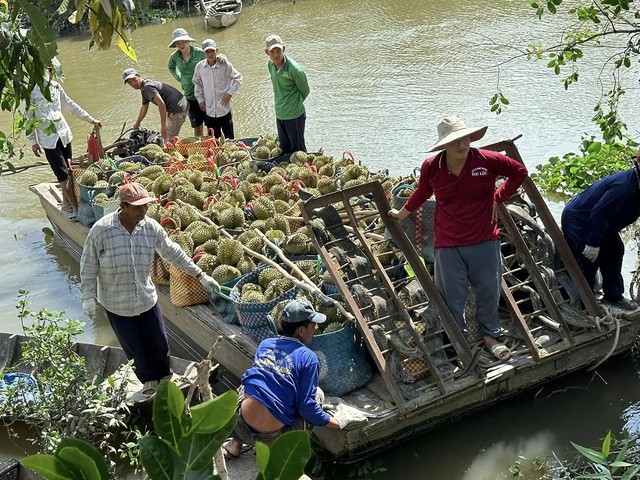 Giá sầu riêng trong nước giảm mạnh, người trồng sầu riêng lo sợ lỗ lớn. (ảnh G.H) Giá sầu riêng trong nước giảm mạnh, người trồng sầu riêng lo sợ lỗ lớn. (ảnh G.H)