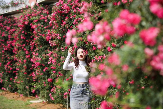 Lạc vào thế giới “siêu thực” tại Lễ hội hoa hồng Fansipan Lạc vào thế giới “siêu thực” tại Lễ hội hoa hồng Fansipan