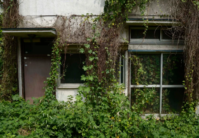 Thảm thực vật mọc um tùm bao quanh một ngôi nhà akiya ở khu vực Yato, thành phố Yokosuka, Nhật Bản. Ảnh: Bloomberg/Getty Images Thảm thực vật mọc um tùm bao quanh một ngôi nhà akiya ở khu vực Yato, thành phố Yokosuka, Nhật Bản. Ảnh: Bloomberg/Getty Images