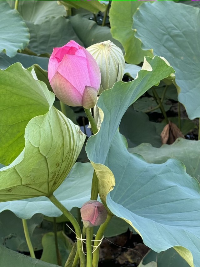 Không có nhiều bông sen ướp trà ngay trên đầm như thế này. Ảnh: Mỹ An.