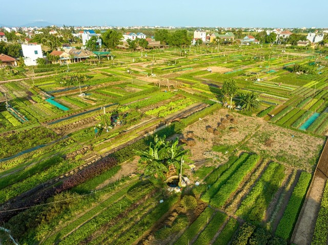 Làng rau Trà Quế, tỉnh Quảng Nam là làng du lịch tốt nhất trong năm 2024. Làng rau Trà Quế, tỉnh Quảng Nam là làng du lịch tốt nhất trong năm 2024.