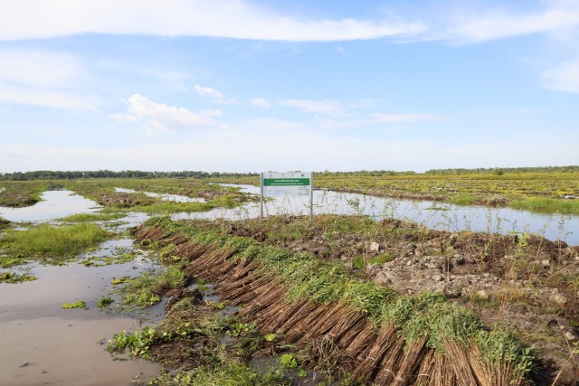 Hình ảnh khu vực 17ha rừng tràm cần phục hồi vào ngày 22/12/2022