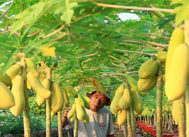 Cây đu đủ kiểng cho trái vàng ở Sa Đéc hút khách mua về mong một năm đầy đủ. Cây đu đủ kiểng cho trái vàng ở Sa Đéc hút khách mua về mong một năm đầy đủ.