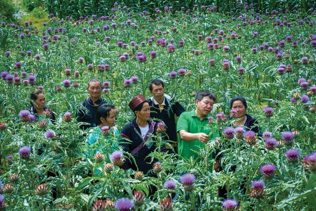 Cán bộ Traphaco hướng dẫn kỹ thuật chăm sóc cây actiso cho bà con tại vùng trồng dược liệu Sapa Cán bộ Traphaco hướng dẫn kỹ thuật chăm sóc cây actiso cho bà con tại vùng trồng dược liệu Sapa