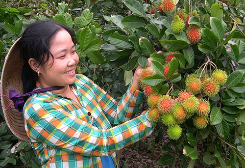 Vùng cây ăn trái Chợ Lách - Bến Tre cũng vào mùa bận rộn thu hoạch chôm chôm bán Tết. Vùng cây ăn trái Chợ Lách - Bến Tre cũng vào mùa bận rộn thu hoạch chôm chôm bán Tết.