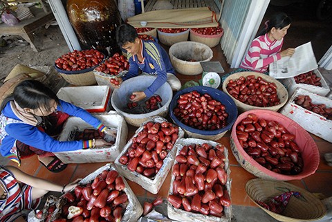 Về vùng cù lao Tân Lộc – TP. Cần Thơ nhà vườn cũng thu hoạch mận ( quả roi) An Phước. Về vùng cù lao Tân Lộc – TP. Cần Thơ nhà vườn cũng thu hoạch mận ( quả roi) An Phước.