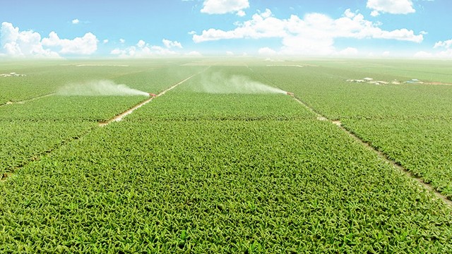 THACO Agri ứng dụng cơ giới hóa, công nghệ sinh học và số hóa vào sản xuất nông nghiệp quy mô lớn. THACO Agri ứng dụng cơ giới hóa, công nghệ sinh học và số hóa vào sản xuất nông nghiệp quy mô lớn.