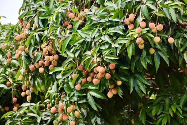 Vải thiều chín sớm tại huyện Tân Yên, tỉnh Bắc Giang.