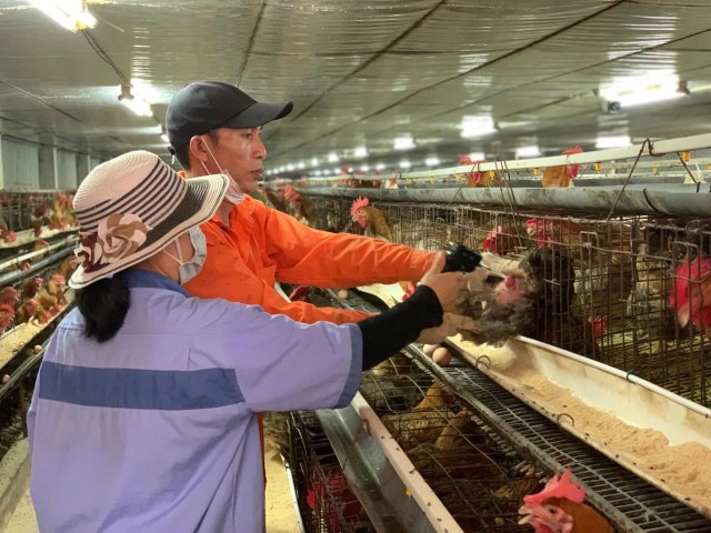 Công ty cổ phần giống gia cầm Ngọc Mừng (huyện Đông Anh, Hà Nội) Công ty cổ phần giống gia cầm Ngọc Mừng (huyện Đông Anh, Hà Nội)