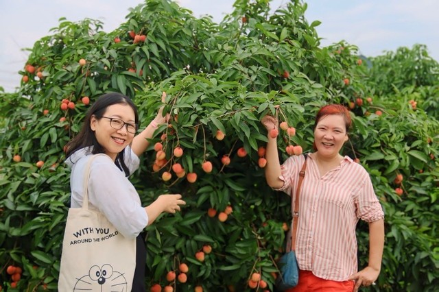 Tỉnh Bắc Giang đẩy mạnh xúc tiến tiêu thụ vải thiều vào chính vụ. Ảnh: Linh Nguyễn Tỉnh Bắc Giang đẩy mạnh xúc tiến tiêu thụ vải thiều vào chính vụ. Ảnh: Linh Nguyễn