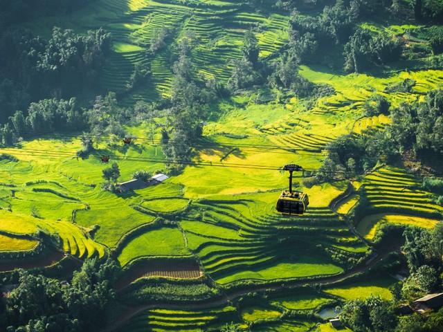 Một trong những góc ngắm mùa lúa chín “độc lạ” nhất có thể kể đến cabin cáp treo Sun World Fansipan Legend trên hành trình chinh phục Nóc nhà Đông Dương - Fansipan. Từng thửa ruộng bậc thang hiện lên như lớp lớp sóng vàng xếp tầng nối tầng, đan dệt những đường cong đẹp mỹ miều trên tấm thảm xanh mê mải ấy. (Ảnh: Bảo Long)