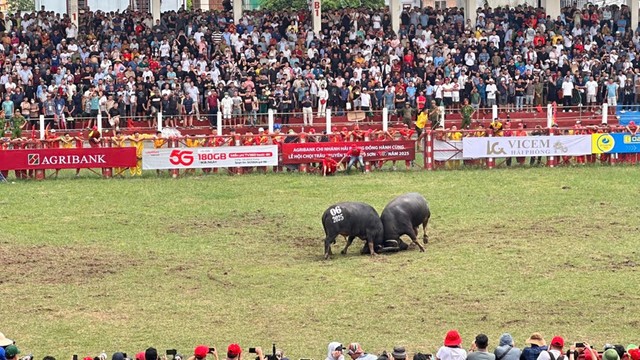 Sau 15 kháp đấu (cặp đấu), trâu số 6 của nghệ nhân Đinh Đình Phú trở thành trâu vô địch Lễ hội chọi trâu Đồ Sơn 2025. Sau 15 kháp đấu (cặp đấu), trâu số 6 của nghệ nhân Đinh Đình Phú trở thành trâu vô địch Lễ hội chọi trâu Đồ Sơn 2025.