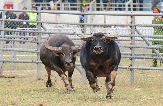 Người dân nô nức đi xem chọi trâu ngày đầu năm mới ảnh 11