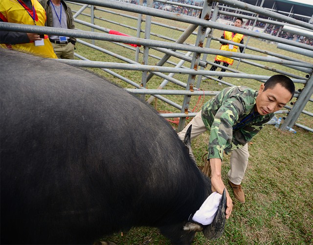 Người dân nô nức đi xem chọi trâu ngày đầu năm mới ảnh 6