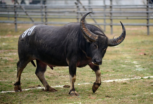Người dân nô nức đi xem chọi trâu ngày đầu năm mới ảnh 7
