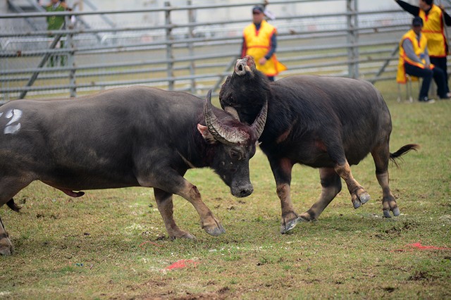 Người dân nô nức đi xem chọi trâu ngày đầu năm mới ảnh 9