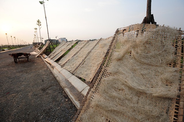 Phơi miến, chăn bò tại dự án đại gia “điếu cày” mới sắm ảnh 8