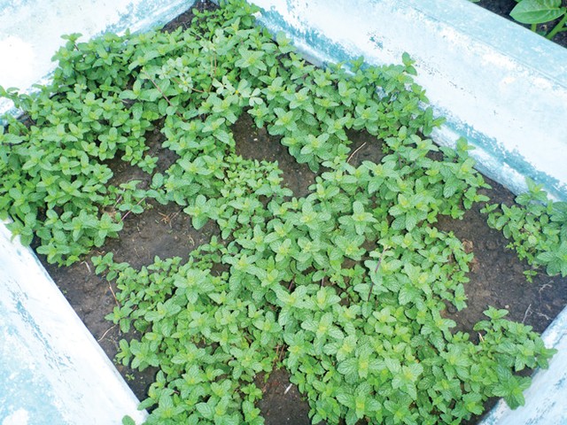 Chuyện những khay đất ở Trường Sa... ảnh 3 Chuyện những khay đất ở Trường Sa... ảnh 3