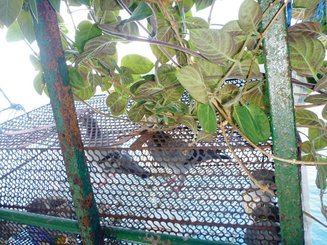 Chuyện những khay đất ở Trường Sa... ảnh 6 Chuyện những khay đất ở Trường Sa... ảnh 6