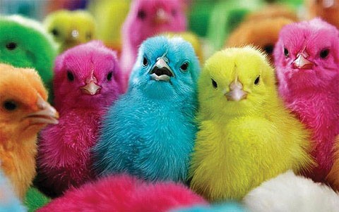 Bắt gà, mất nắm thóc… ảnh 1